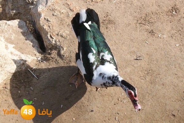 byareg 0226 (128).JPG